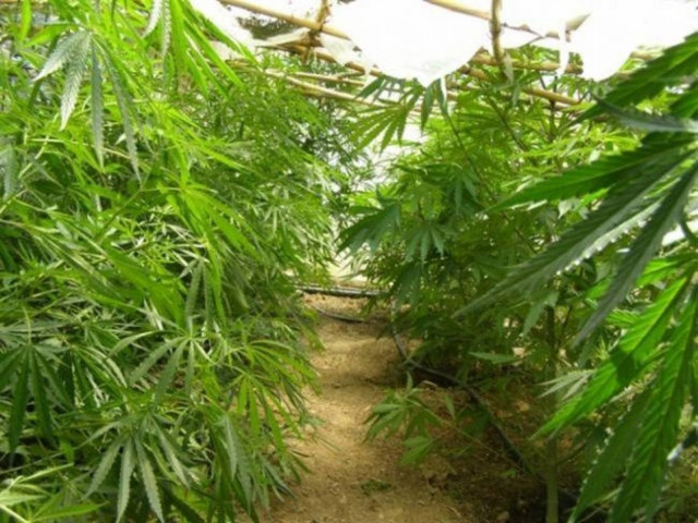 Δεν φαντάζεστε που έκρυψαν δενδρύλλια κάνναβης