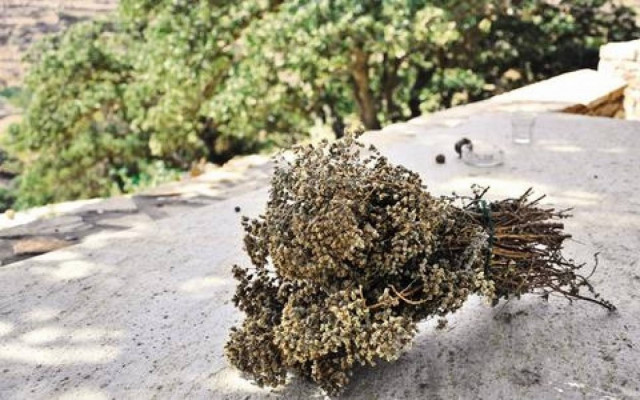 Απαγορεύεται η κοπή ρίγανης και μαντζουράνας στα Χανιά