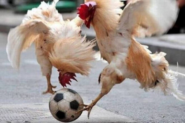 Ποδόσφαιρο, θυσίες και ζώα! (videos)