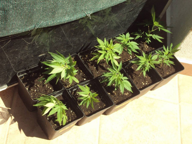 Χανιά: Καλλιεργούσε δενδρύλλια κάνναβης σε γλάστρες!