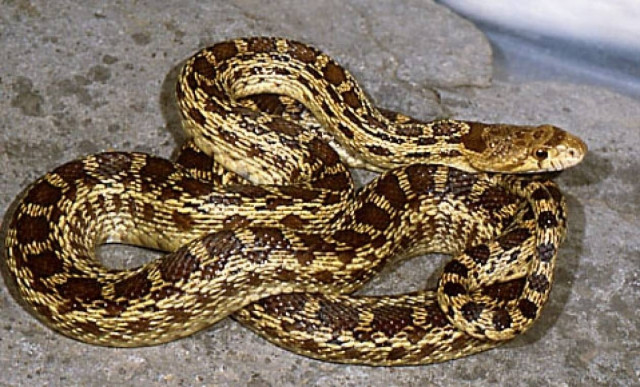 ΣΟΚ στη Σπάρτη: Φίδι δάγκωσε εργαζόμενη μέσα σε σούπερ μάρκετ