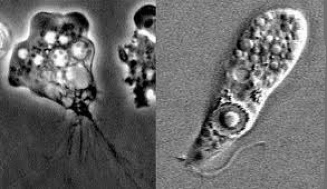 Το πιο φρικιαστικό παράσιτο του κόσμου! Πού κρύβεται;