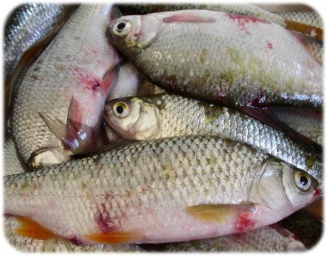 Δείτε πώς μπορείτε να καταλάβετε αν ένα ψάρι είναι φρέσκο