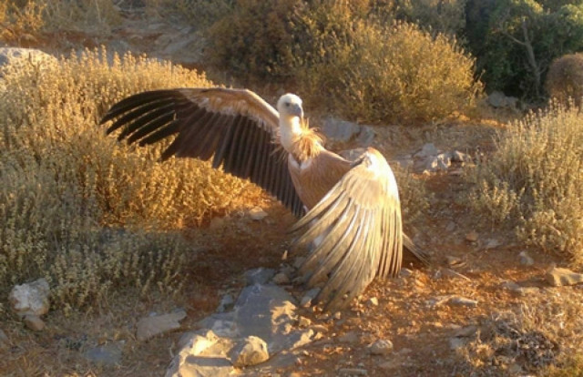 Εντυπωσιακό: Απελευθέρωση γύπα στον Άγιο Νικόλαο (Bίντεο & Φωτό)