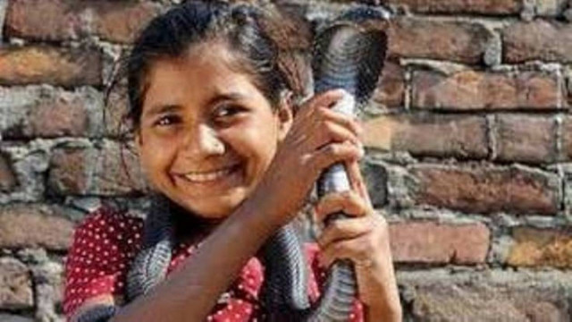 Απίστευτο: 8χρονη παίζει με ...βασιλικές κόμπρες!