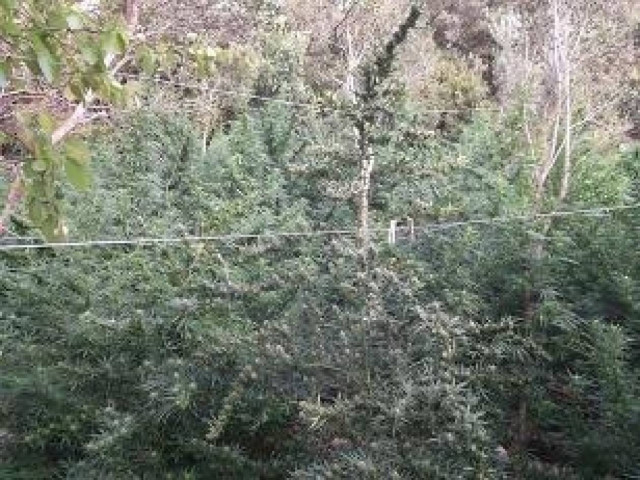 Η ανακοίνωση της ΕΛ.ΑΣ. για την χασισοφυτεία στην Κρήτη