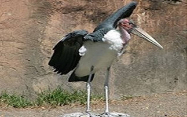 Πελαργός συνελήφθη ως... ύποπτος κατασκοπείας