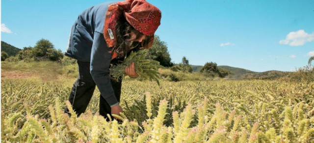 Προστατευόμενο είδος ανακηρύχθηκε το τσάι στα βουνά της Κρήτης