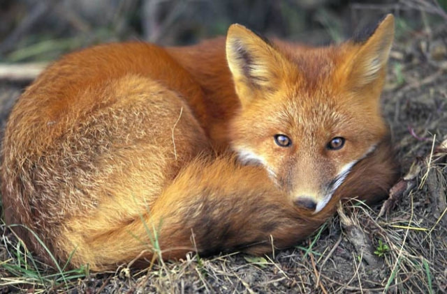 Έδεσσα: Αλεπού βρέθηκε θετική στον ιό της λύσσας