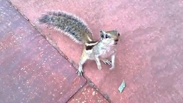 Βίντεο: Τι... χαριτωμένο σκιουράκι! Δείτε τι συνέβη στη συνέχεια