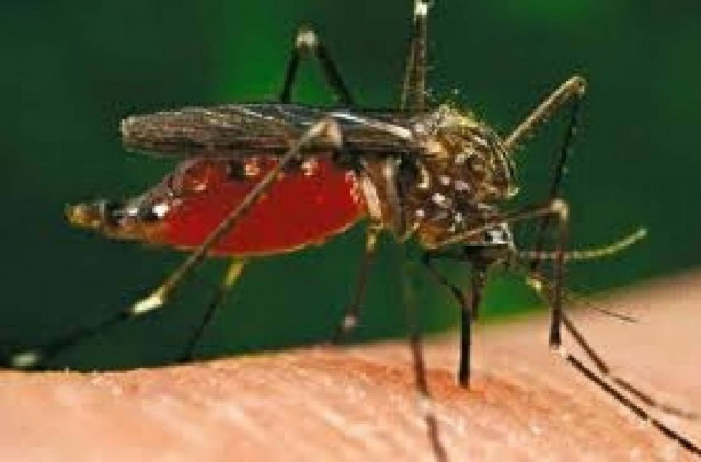 Δείτε πώς μπορείτε να απαλλαγείτε από τα έντομα στο σπίτι