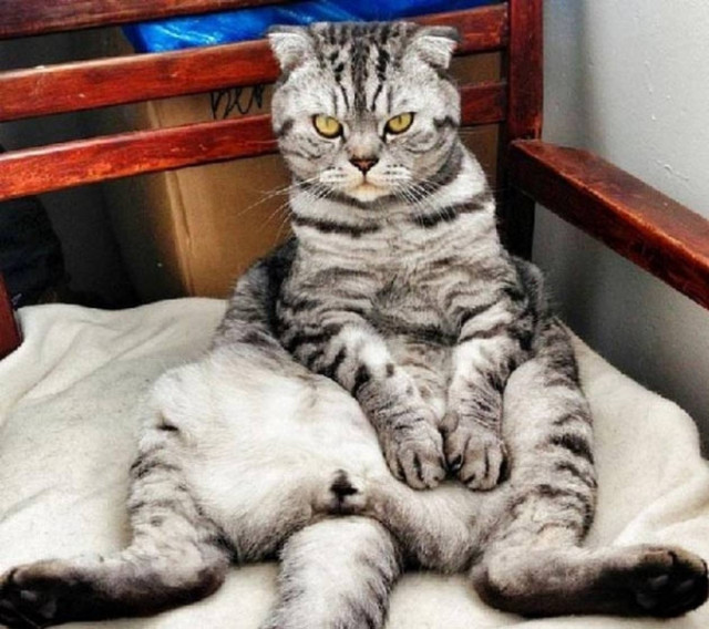 O γάτος-άνθρωπος που σαρώνει! (pics)