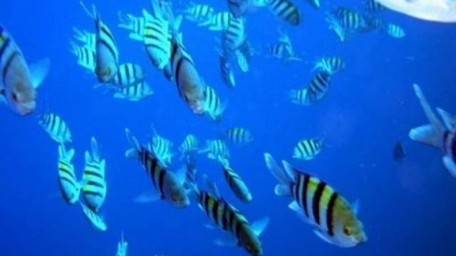 Ψάρεψαν 100 τόνους δηλητηριασμένων ψαριών στην Κίνα