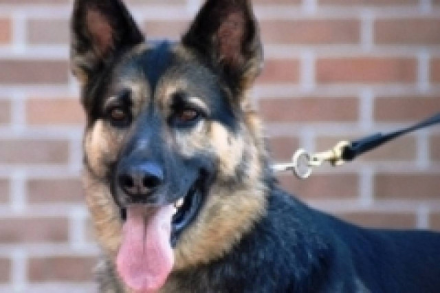 Δείτε τι δείχνει νέα έρευνα για τα σπίτια που έχουν σκύλο!