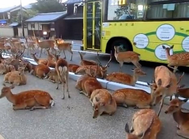 Ελάφια κάνουν κατάληψη σε πόλη της Ιαπωνίας