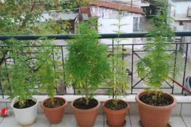 Θεσπρωτία:Καλλιεργούσε κάνναβη σε γλάστρες στο σπίτι της