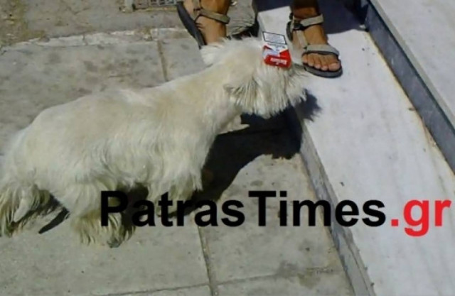 Τα κάνει όλα και συμφέρει: Αυτός είναι ο σκύλος – θαύμα (βίντεο)!