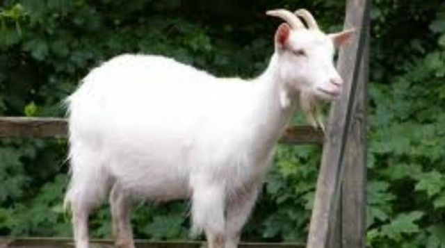 Αεροδρόμιο επιστράτευσε 400 κατσίκες για πυροπροστασία