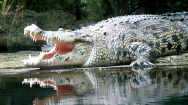 Ανακαλύφθηκε κροκόδειλος στο μέγεθος λεωφορείου