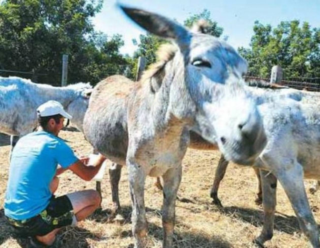 Σύσκεψη στο Υπ. Αγροτικής Ανάπτυξης για το γάλα όνου