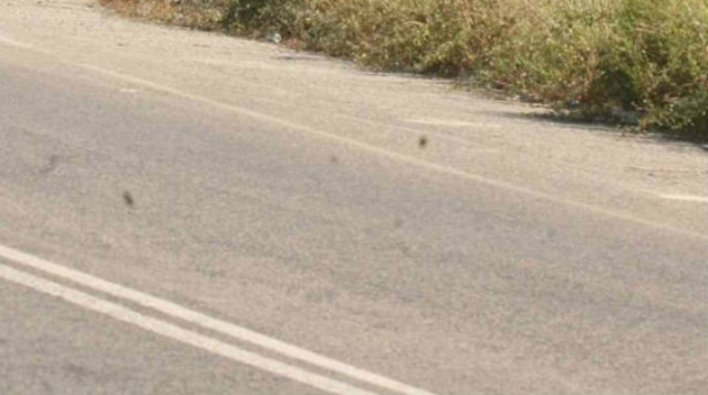 ΦΡΙΚΗ: Ανανέωσαν διαγράμμιση δρόμου πάνω από νεκρή γάτα