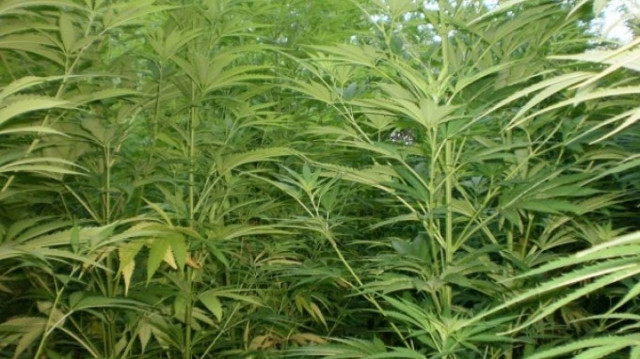 Κρήτη: Το δρόμο για τη φυλακή πήραν οι δύο για τα 1.400 χασισόδεντρα