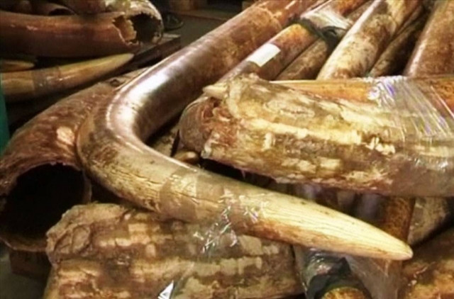 ΗΠΑ: Θα καταστραφούν έξι τόνοι ελεφαντοστού