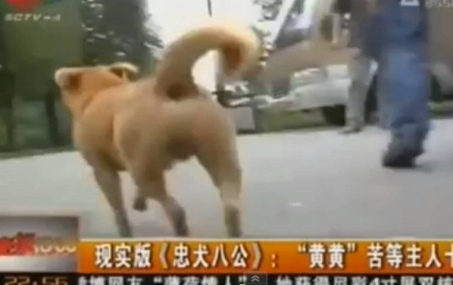 Συγκλονιστικό: Σκύλος ψάχνει κάθε μέρα στο λεωφορείο το αφεντικό του