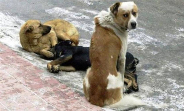 Καταδικασμένα σε θάνατο τα αδέσποτα στη Ρουμανία