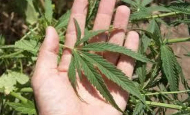 Φύτεψε χασισόδεντρα δίπλα στο νεκροταφείο