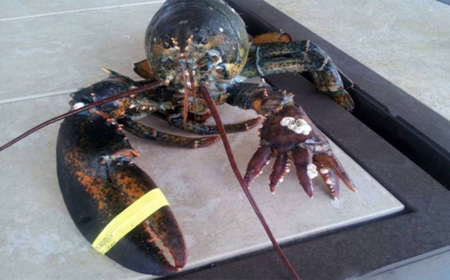 Βίντεο: Αστακός… ψαλιδοχέρης