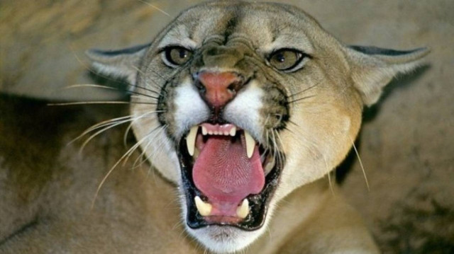 Λιοντάρι άρπαξε γυναίκα από το κεφάλι στον Καναδά