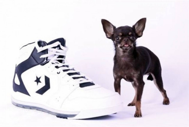 Δείτε: Αυτός είναι ο πιο μικροσκοπικός σκύλος στον κόσμο