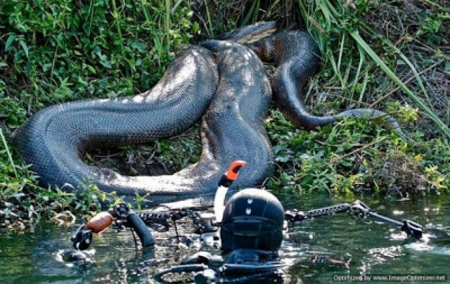Εντοπίστηκε το μεγαλύτερο ανακόντα παγκοσμίως (pics)