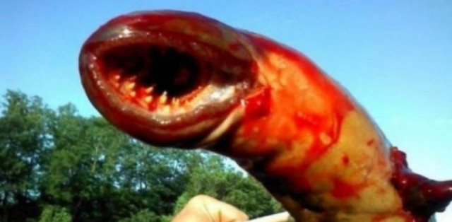 ΣΟΚ! Τι είναι αυτό το περίεργο πλάσμα που εμφανίστηκε στη θάλασσα;