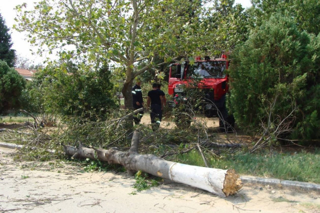 Έπεσαν δέντρα στην Ροδόπη
