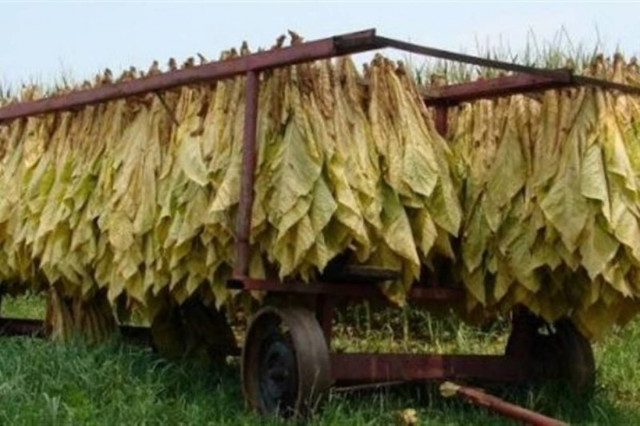 Ροδόπη: Τεράστιες ζημιές στις καλλιέργειες καπνού από το μπουρίνι