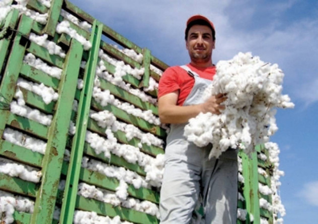 Ροδόπη: Άνοδος τιμής και στρεμματικής απόδοσης στο βαμβάκι