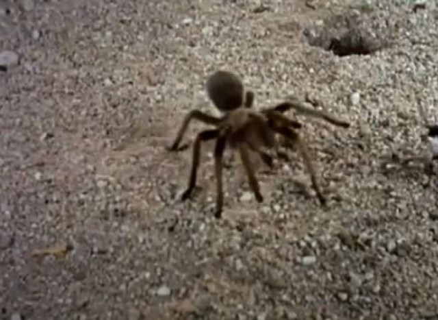 Βίντεο: Μαύρη Σφήκα εναντίον Ταραντούλας