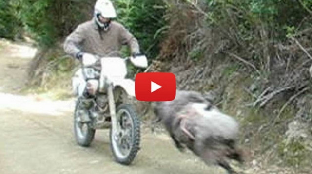 Επικό βίντεο: Το τσαντισμένο κριάρι που σάρωσε στο YouTube ξαναχτυπά