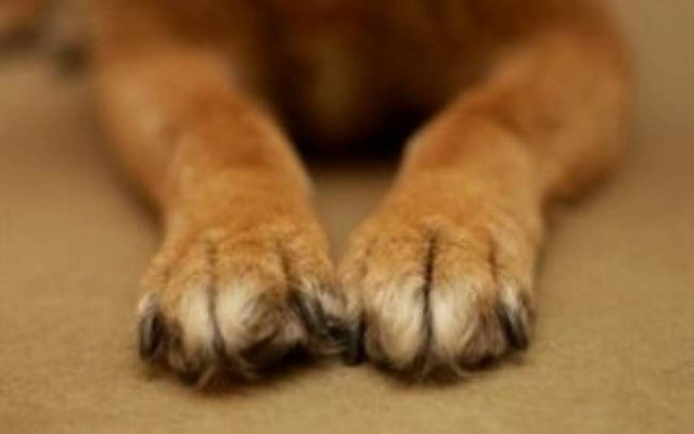 Σοκ στη Λάρισα: Σκύλος κατασπάραξε 8χρονο