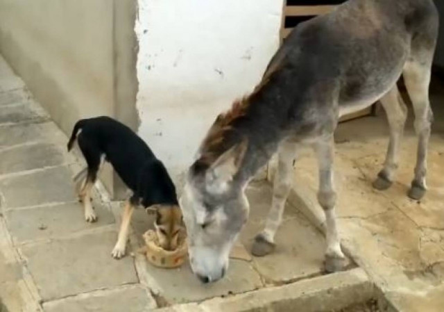 Και η γαϊδουρινή υπομονή έχει όρια