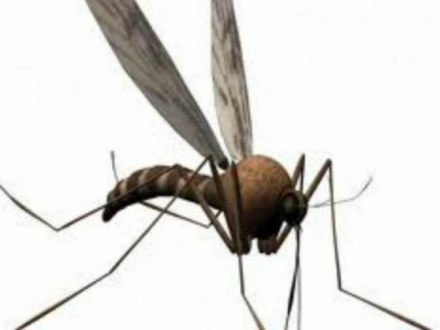 Πώς μυρίζουν οι άνθρωποι που προσελκύουν τα κουνούπια;