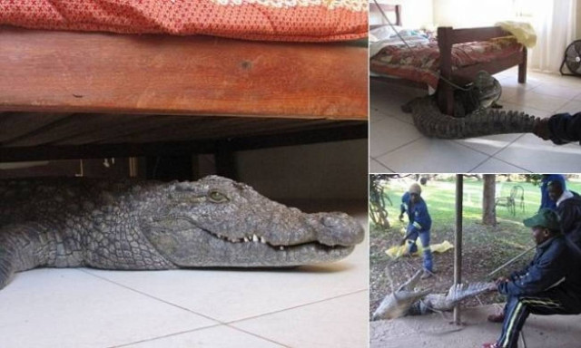 Απόλυτος τρόμος: Πάγωσε όταν βρήκε κάτω από το κρεββάτι του...