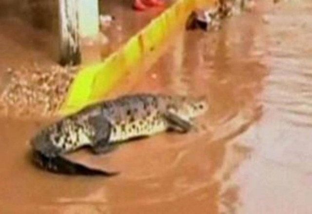 Με κροκόδειλους γέμισαν οι δρόμοι του Ακαπούλκο ( pics)