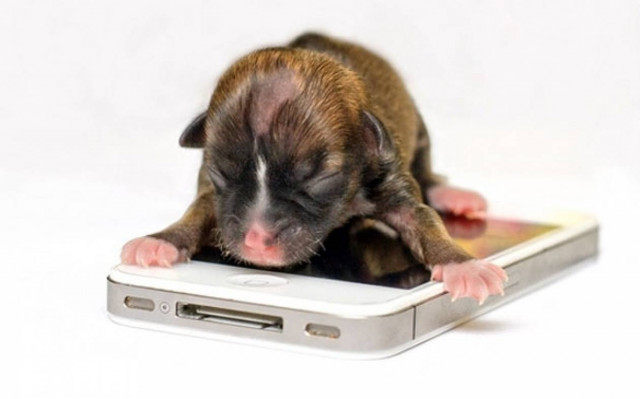 Βίντεο: Κουτάβι σε μέγεθος κινητού!
