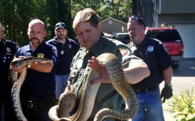 ΣΟΚ: Είχε συγκατοίκους στο σπίτι του... 850 φίδια