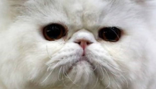 Το Ιράν θα στείλει περσική γάτα στο διάστημα