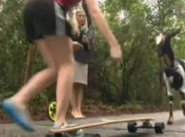 Δείτε την κατσίκα που έκανε ρεκόρ γκίνες (vid)