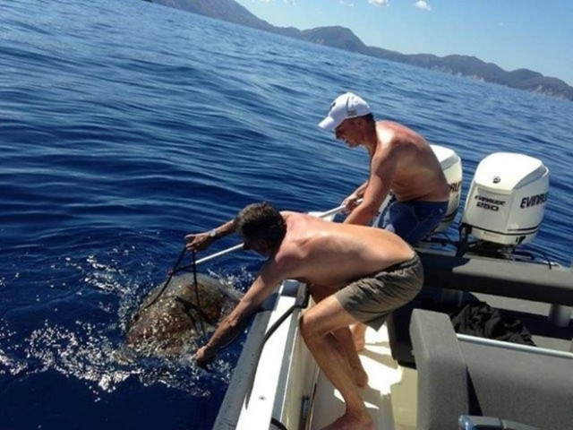 Κεφαλονιά: Νέα διάσωση χελώνας από το Σύλλογο Κατελειού